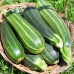 A harvest basket of zucchini.