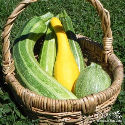 Ah zucchini... It's the crop that just keeps on giving. Here are five ways to freeze zucchini so you can enjoy the harvest bounty well into winter.