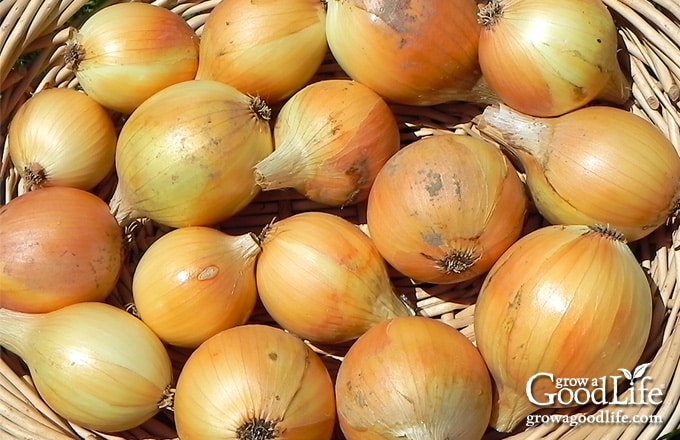 A basket of storage onions ready for preserving.