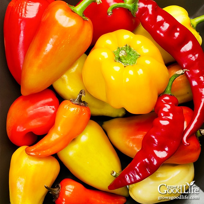 How to Make Freeze Dried Peppers for Your Food Storage - Large