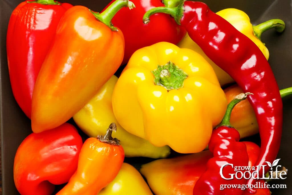 A basket of freshly harvested peppers from the garden.