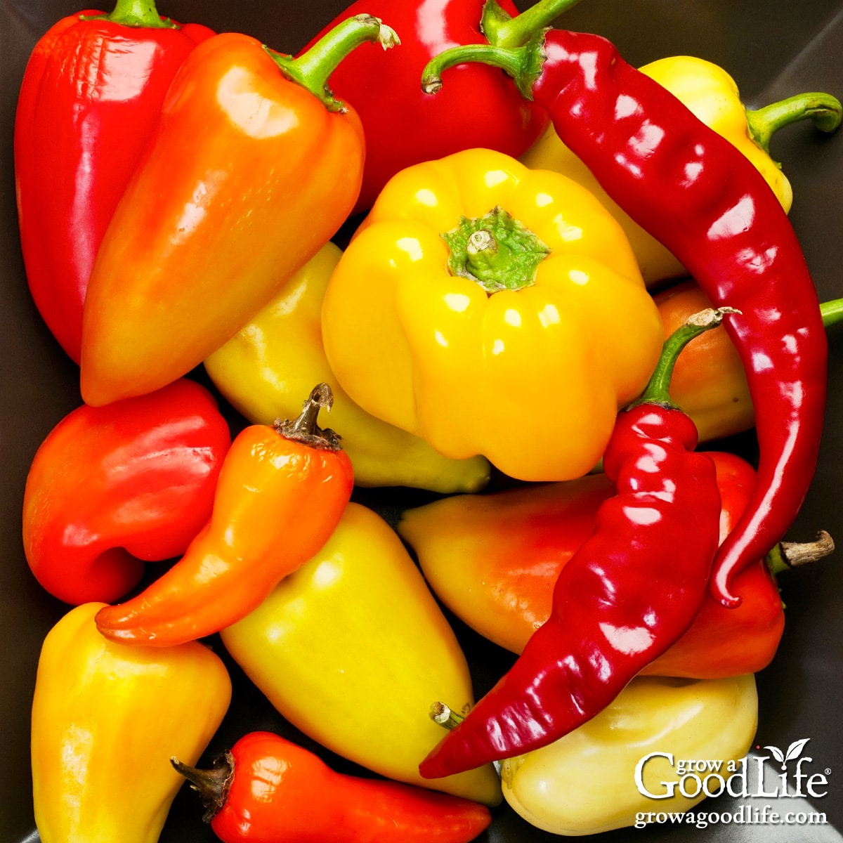Colorful harvest of sweet and hot peppers spread on a table.