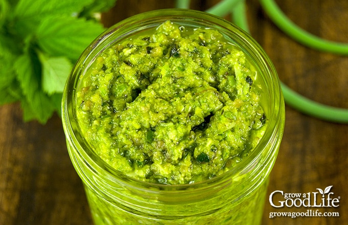 A slight twist from your regular pesto, this recipe combines garlic scapes with lemon balm for an early garden fresh variation. Spoon this garlic scape lemon balm pesto on pasta, seafood, and even sandwiches.