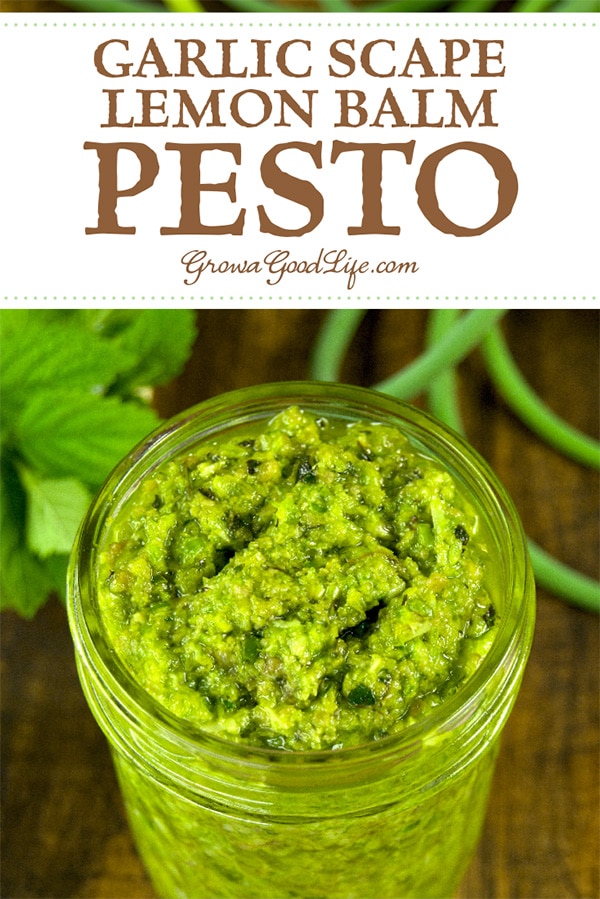 This garlic scape lemon balm pesto is a slight twist from your regular pesto. This recipe combines garlic scapes with lemon balm for an early garden fresh variation. Spoon this pesto on pasta, seafood, and even sandwiches.
