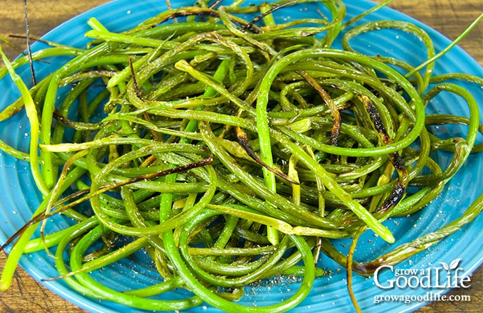 grilled garlic scapes piled up on a blue plate