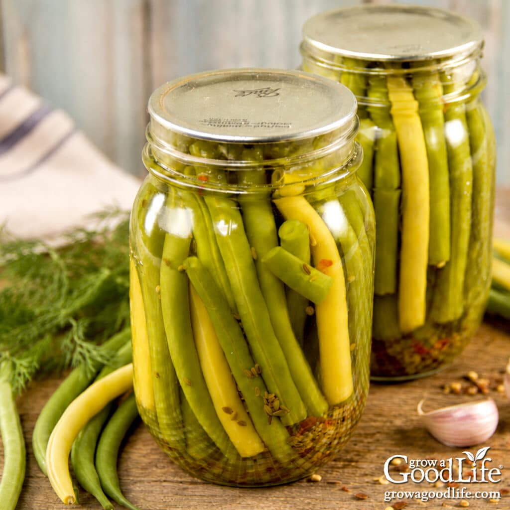 Two jars of homemade pickled dilly beans on a table.