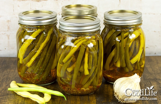 jars of dilly beans on a table