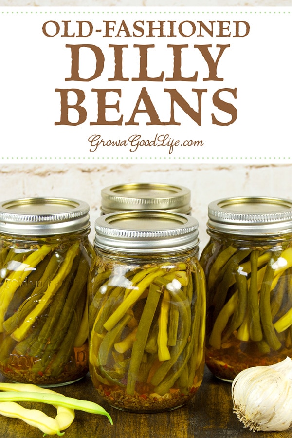 Old-fashioned Dilly Beans are zesty pickled string beans simply flavored with dill, garlic, and spicy pepper flakes. Visit to learn how to preserve pickled dilly beans.