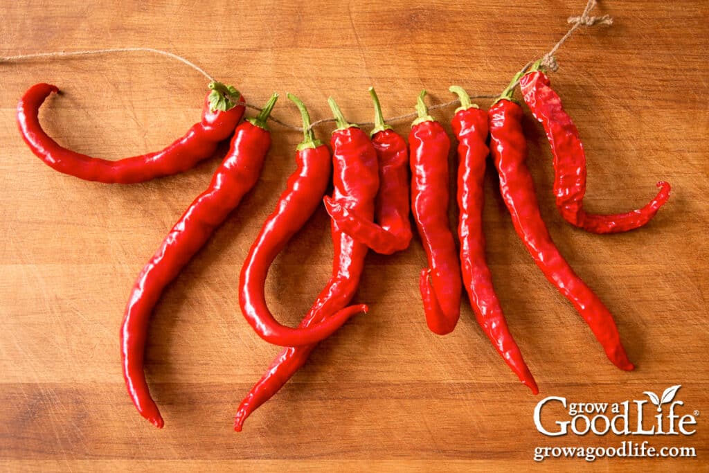 Cayenne peppers strung on a string to hang to air dry.