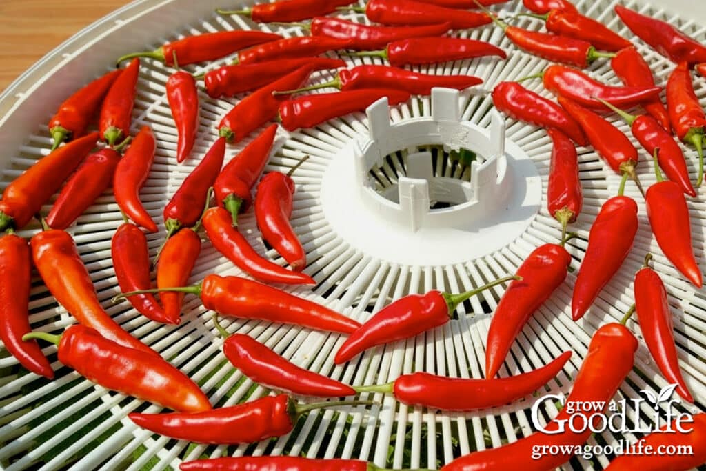 Red chili peppers arranged on a food dehydrator tray ready for drying.