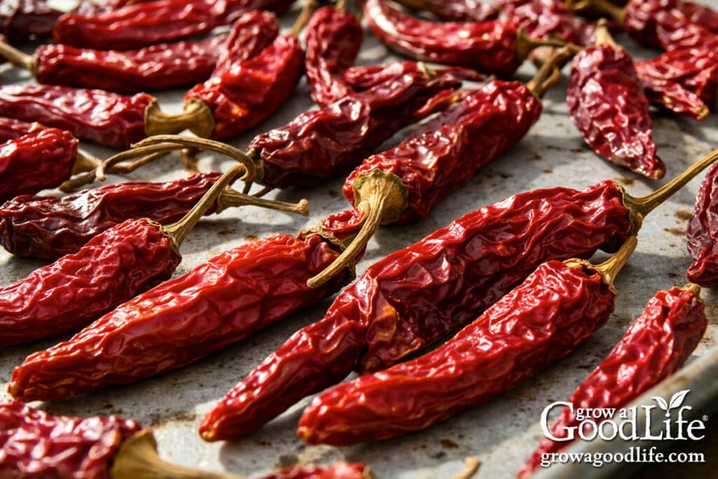 Close-up of dried red chili peppers on a baking sheet after oven drying.