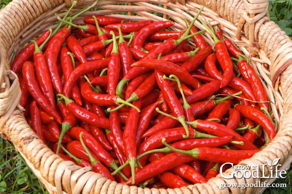 Basket filled with red ripe chile de árbol peppers freshly harvested.