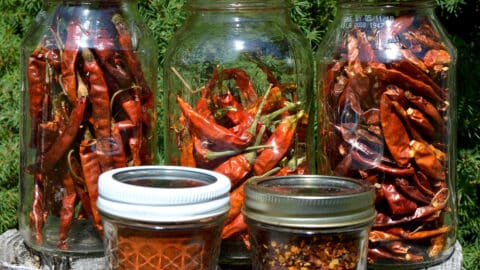 Assorted jars of dried peppers, crushed red pepper flakes, and homemade chili powder on a table.