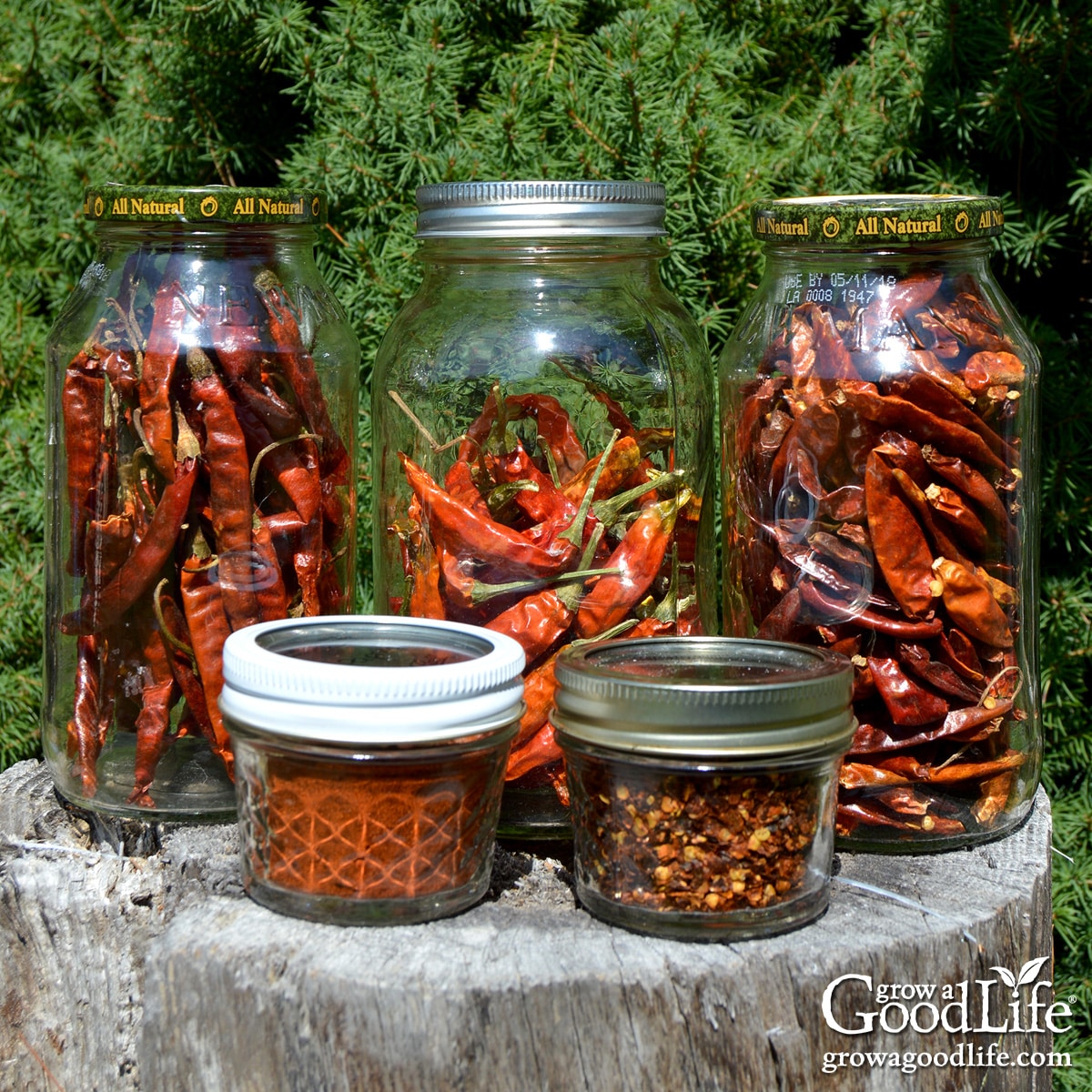 Assorted jars of dried peppers, crushed red pepper flakes, and homemade chili powder on a table.