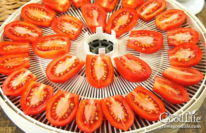 tomatoes spread out on a dehydrator tray