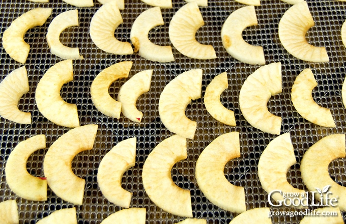 apple slices spread on on a food dehydrator screen