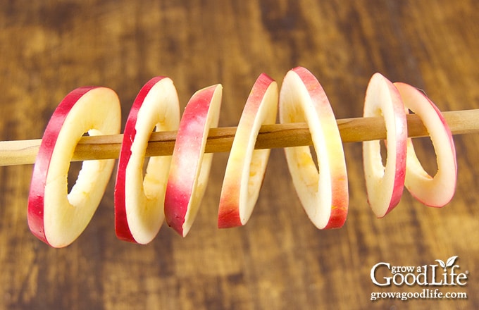 apple slices threaded on a wooden dowel