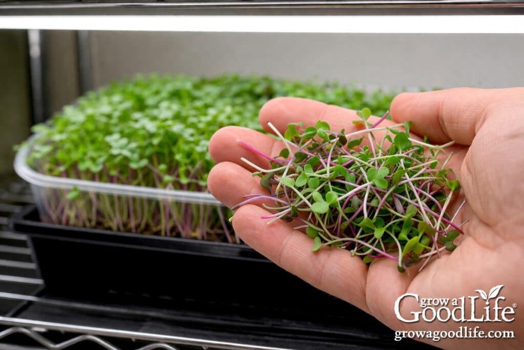 Hand holding freshly harvested microgreens with tender green leaves.
