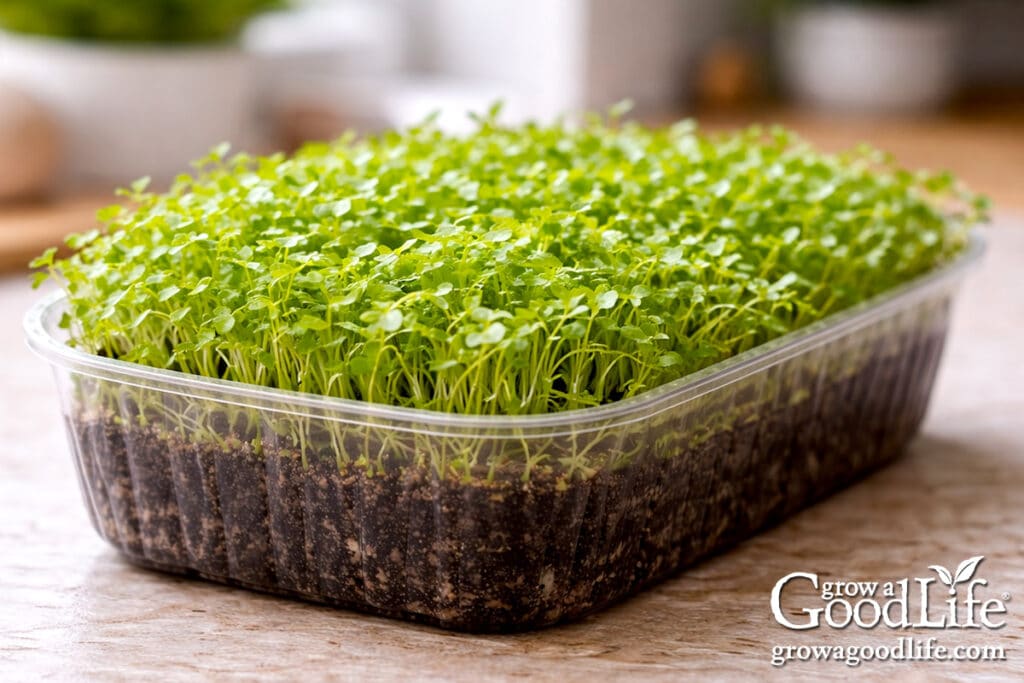 Tray of microgreens growing on a kitchen windowsill in natural light.