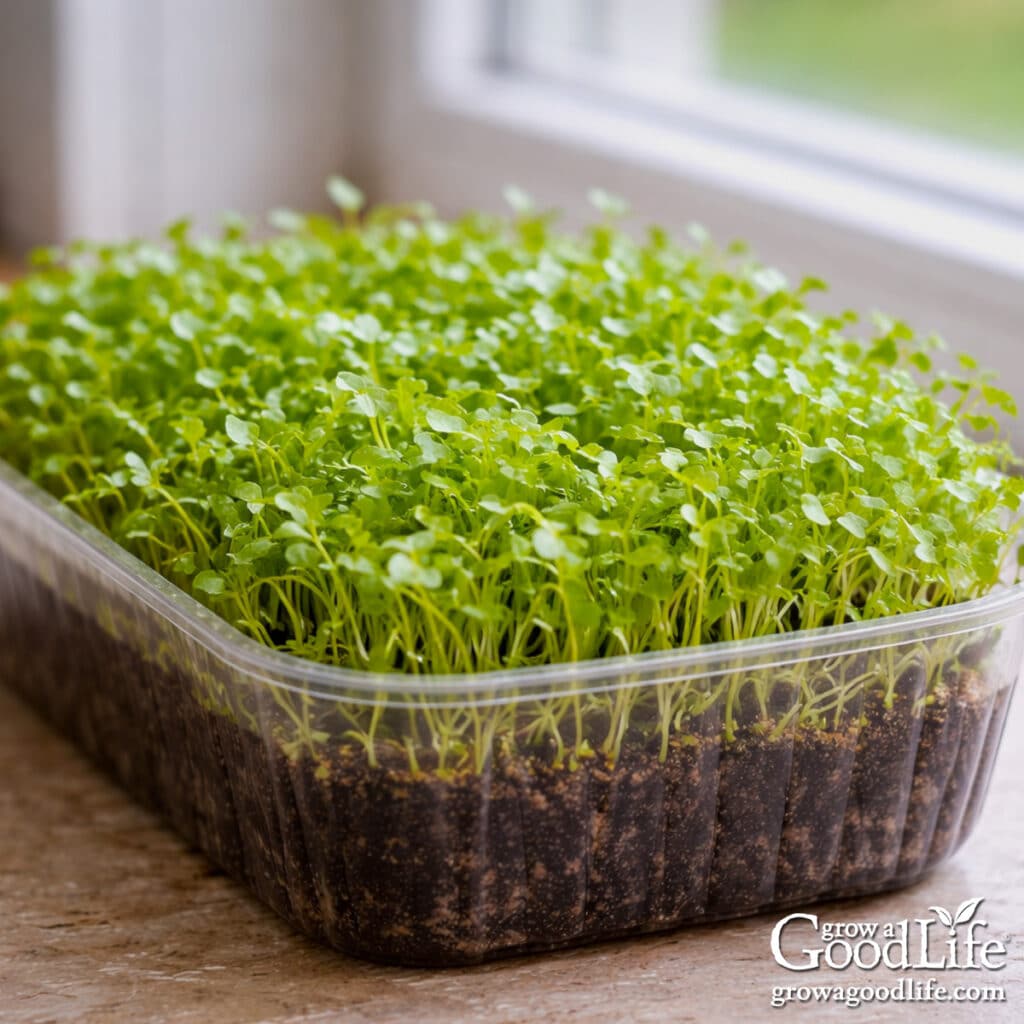 Microgreens growing indoors in a shallow container near a sunny window.