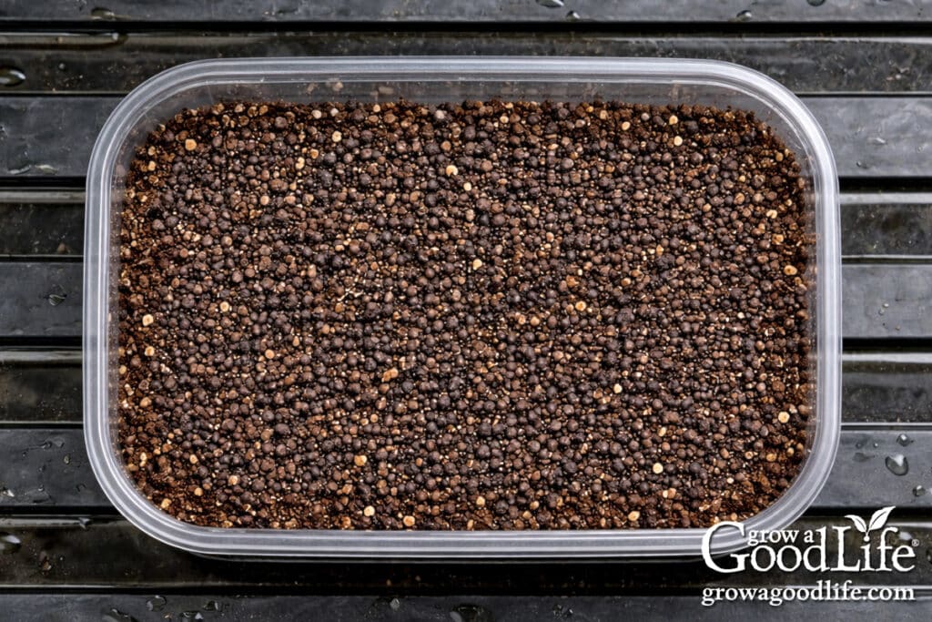 Kale microgreen seeds densely sown on the surface of moist soil in a container.