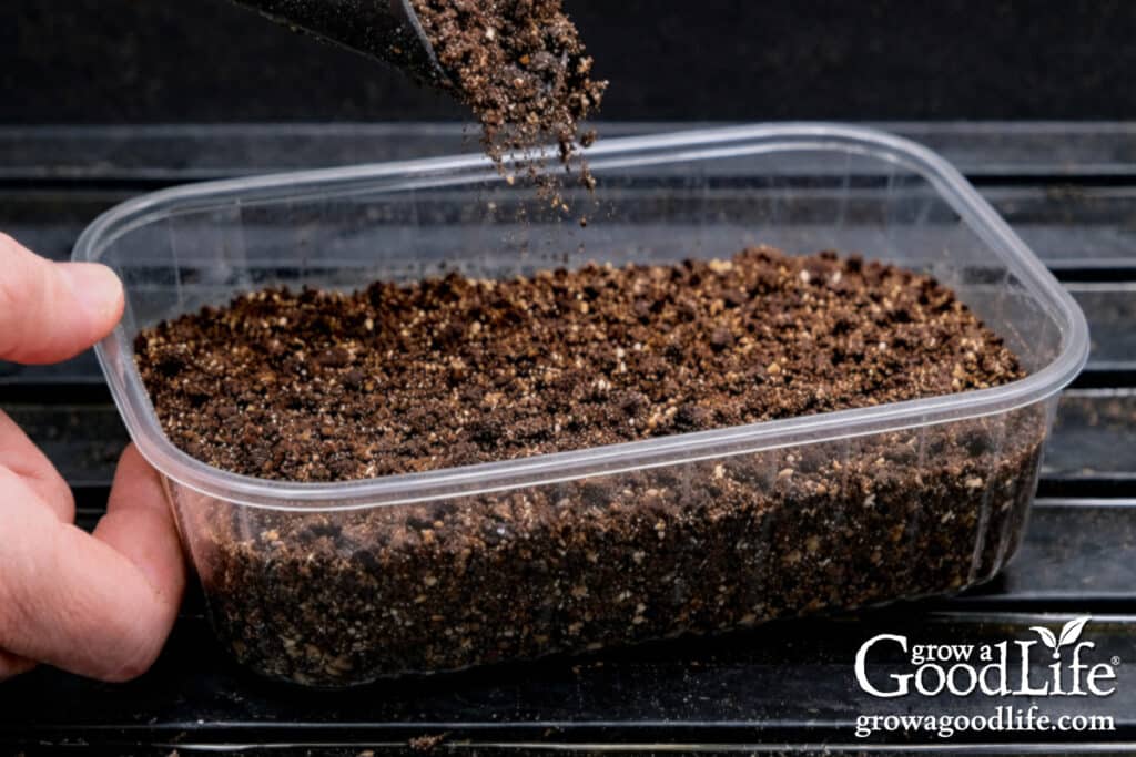 Filling a shallow container with potting soil for growing microgreens.