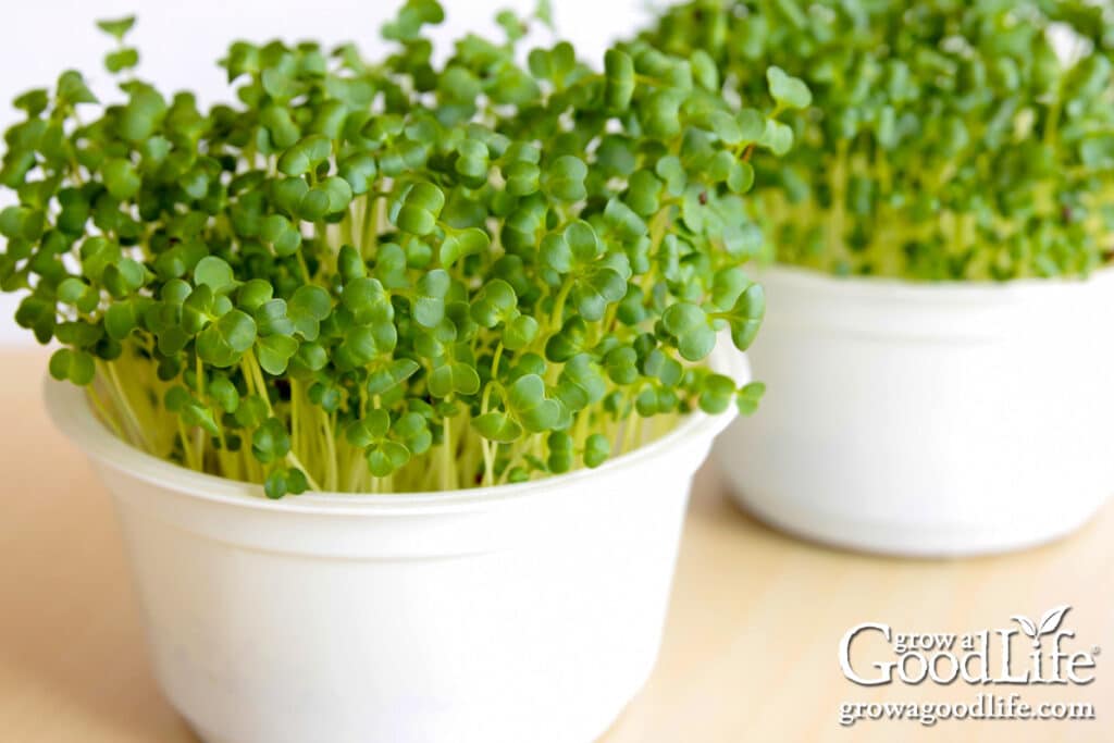Microgreens growing in recycled plastic yogurt containers indoors.
