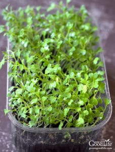 How to Grow Microgreens Indoors