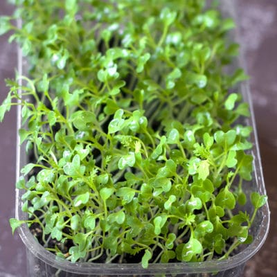 recycled bakery container growing microgreens