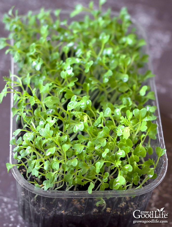 How to grow cress: indoors or in the garden