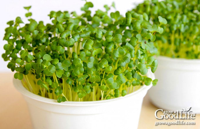 microgreens growing in a small white pot