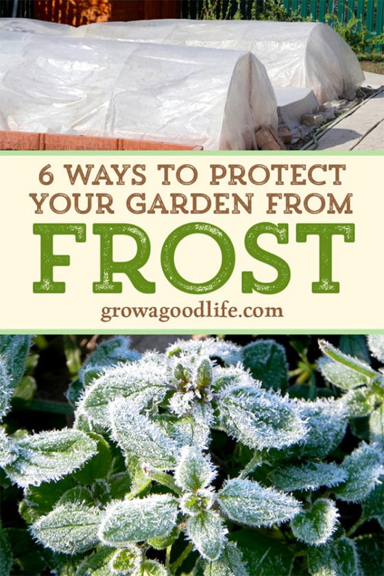 Which plants need protection from frost information