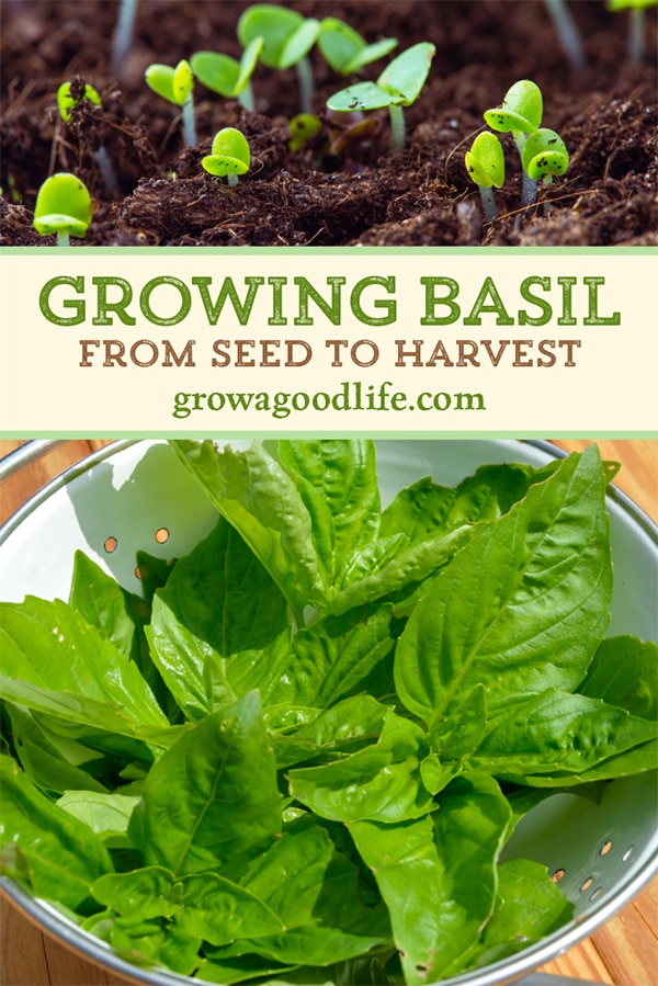 Basil is an annual herb that grows as an attractive bushy plant. This herb not only adds lots of flavor to recipes, but also makes an ideal companion plant for many garden vegetables. Read on to discover how to grow, harvest, and preserve basil.