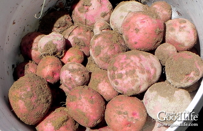 white bucket filled with freshly harvested red potatoes