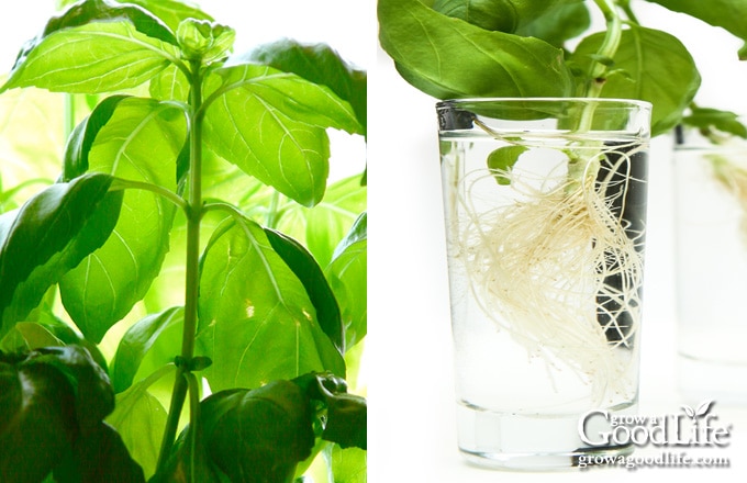 closeup of basil stem and roots growing in a glass of water