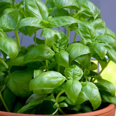 Basil is a tender annual herb that is easy to grow indoors on a sunny windowsill, outside in the garden, or in containers on your patio. Learn how to grow basil indoors, outdoors, and in containers with these tips.