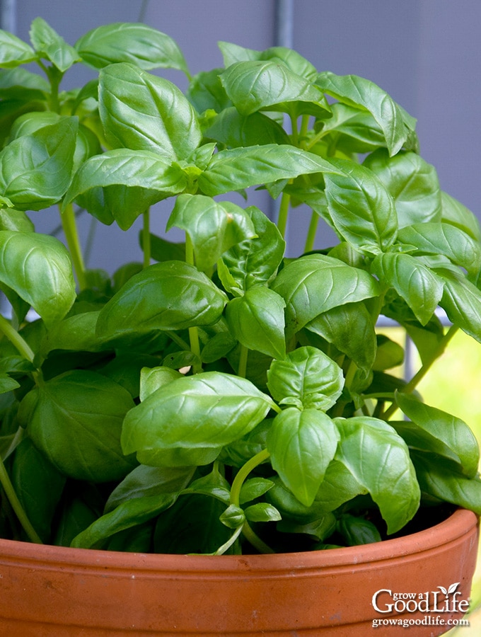 How to plant a basil plant indoors