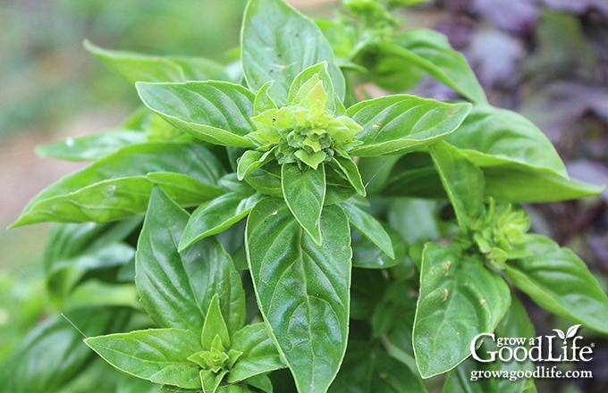 closeup of basil plant with flower stalk