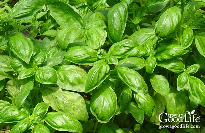 closeup of genovese basil growing in the garden