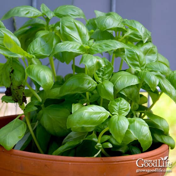 How to Grow Basil