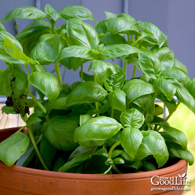 close up of basil plants in a pot