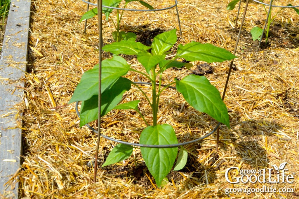 Pepper plants growing in a vegetable garden bed mulched with straw to protect and improve soil.