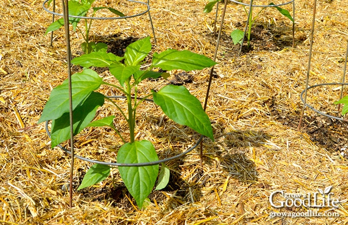 young pepper plant in the garden surrounded by straw mulch
