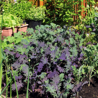 Benefits of Crop Rotation for Your Vegetable Garden
