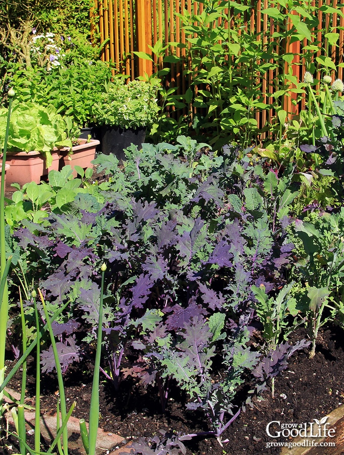 Crop rotation is a great way to maintain healthy soil and reduce pests and diseases in the organic vegetable garden. Discover the benefits of crop rotation and how to apply it to your backyard vegetable garden.