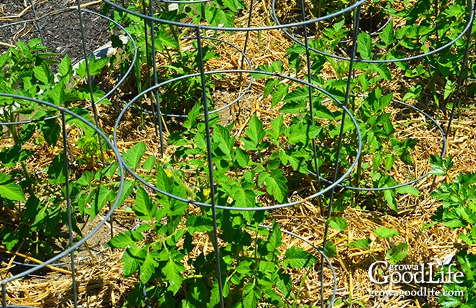 young tomato plants in the garden