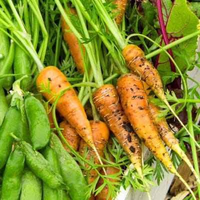 Get a jump-start on enjoying fresh harvests by planting these fast growing vegetables this spring.