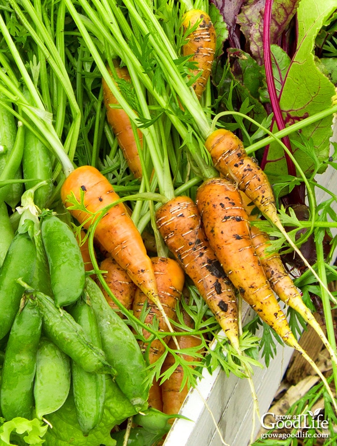 Get a jump-start on enjoying fresh harvests by planting these fast growing vegetables this spring.