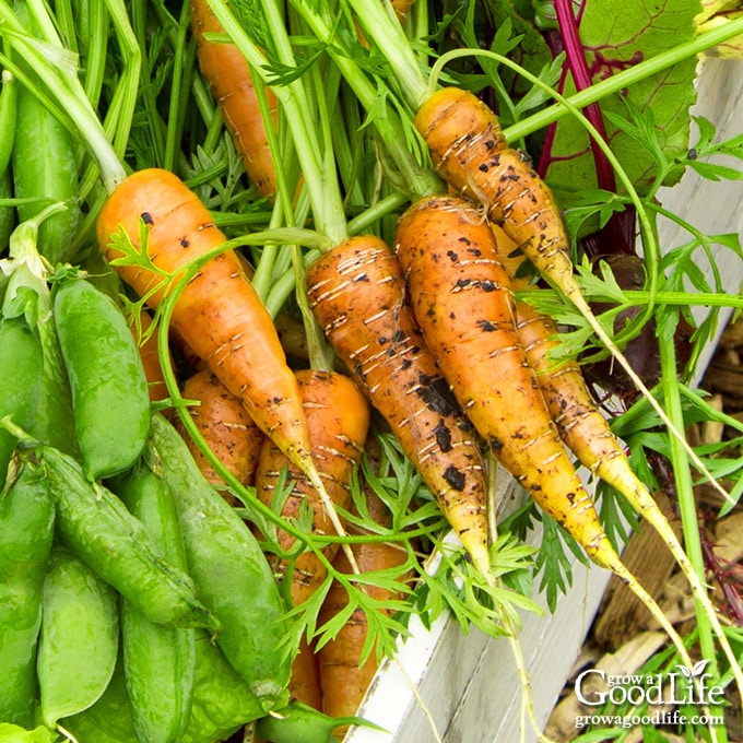 Freshly harvested peas, carrots, and greens in a white crate.
