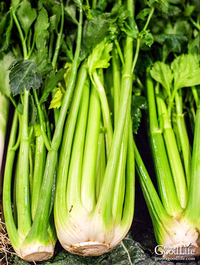 three bunches of freshly harvested celery